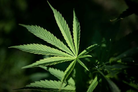 Cannabispflanze