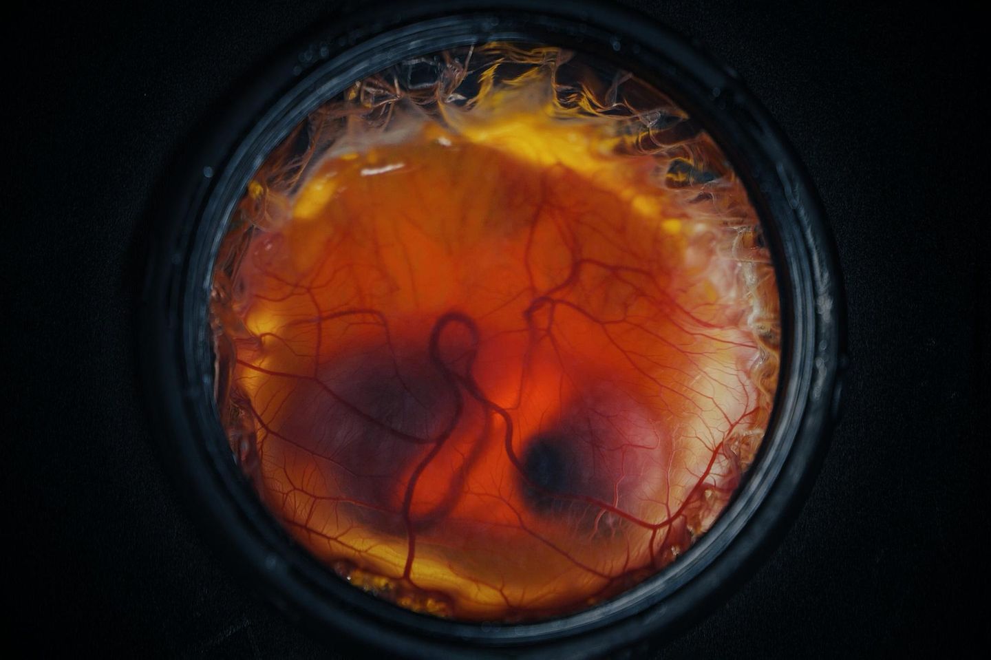 Hühner-Embryo