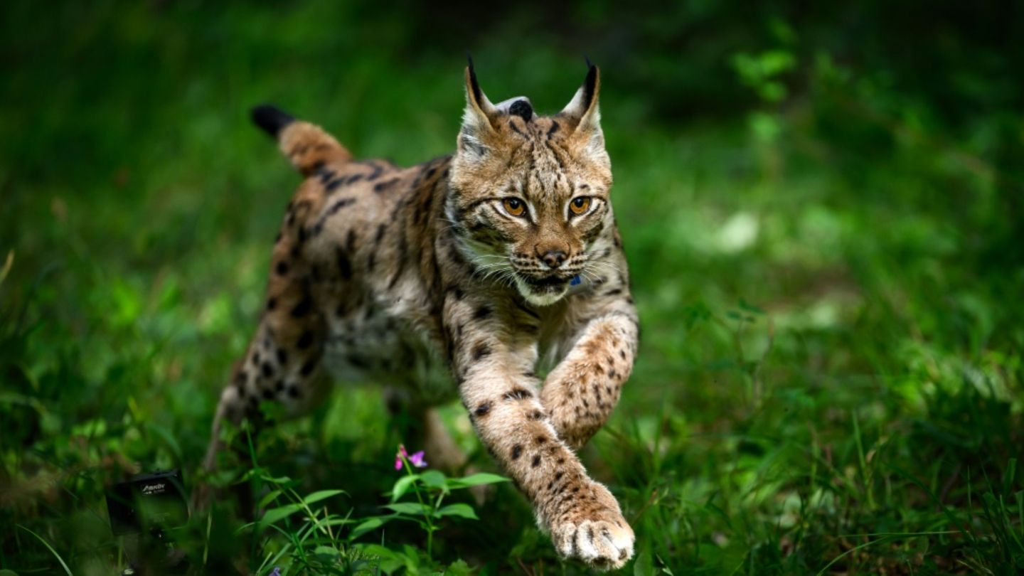 Luchs