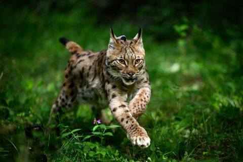 Luchs