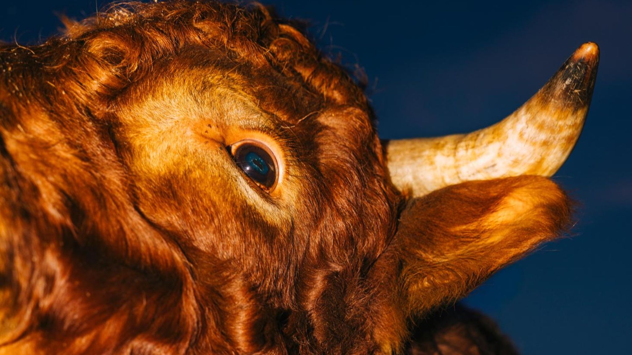 Nahaufnahme des Kopfes eines Stiers, zu sehen sind Auge, Horn und Ohr