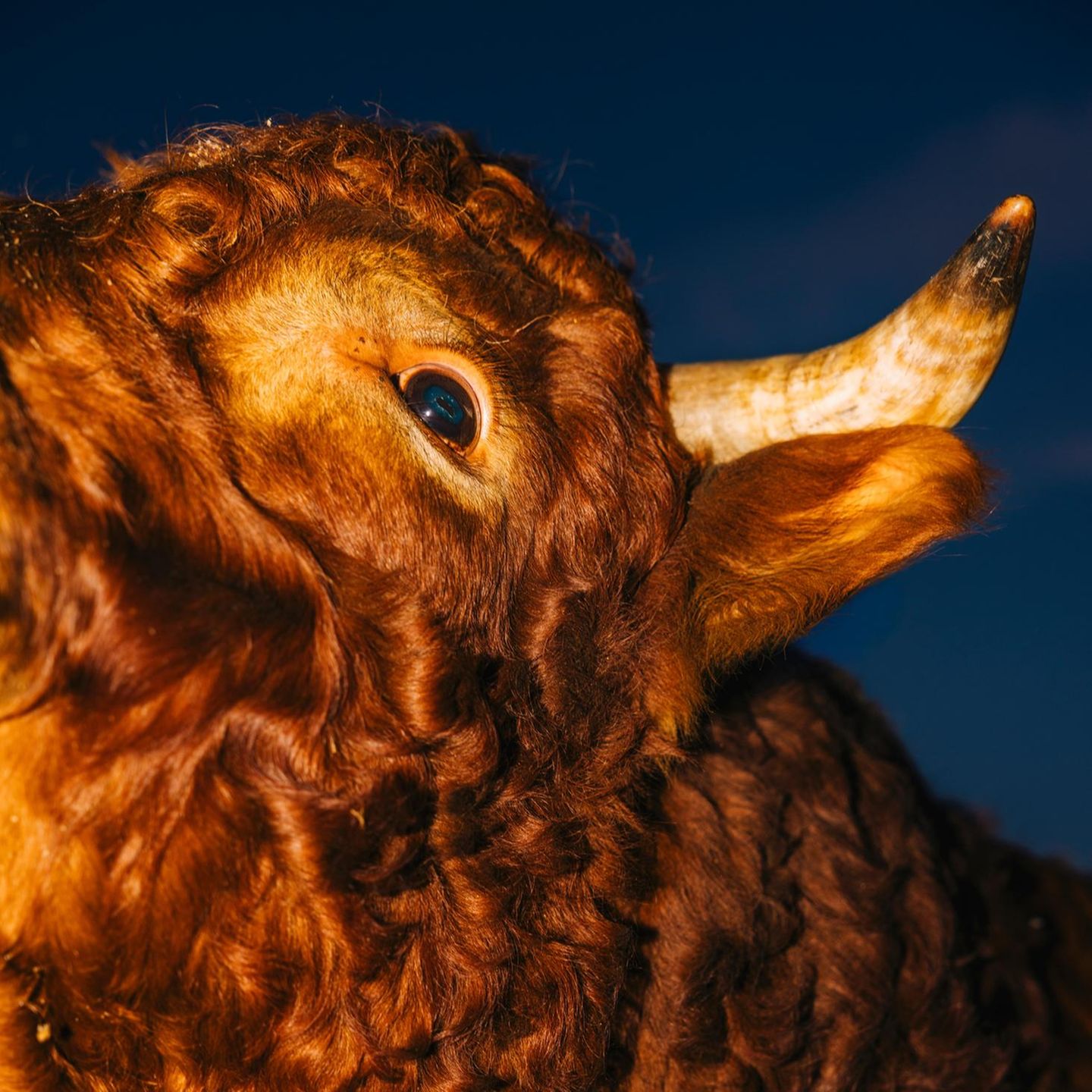 Nahaufnahme des Kopfes eines Stiers, zu sehen sind Auge, Horn und Ohr