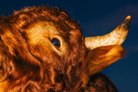 Nahaufnahme des Kopfes eines Stiers, zu sehen sind Auge, Horn und Ohr