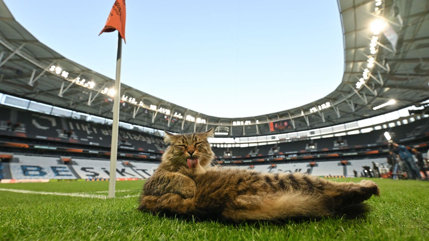 Am Rande des Abschlusstrainings machte es sich eine Katze am Spielfeldrand bequem. Foto: Robert Michael/dpa