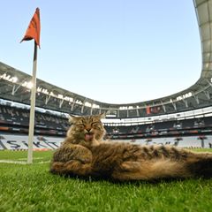 Am Rande des Abschlusstrainings machte es sich eine Katze am Spielfeldrand bequem. Foto: Robert Michael/dpa