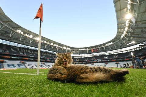 Am Rande des Abschlusstrainings machte es sich eine Katze am Spielfeldrand bequem. Foto: Robert Michael/dpa