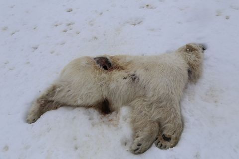 Auf Spitzbergen ist bei einem einjährigen männlichen Eisbären das Vogelgrippe-Virus nachgewiesen worden. Foto: Ingebjørg H. Nymo