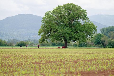 In Baden-Württemberg gibt es heute noch eine Mischung aus Sonne und Wolken. Foto: Uwe Anspach/dpa