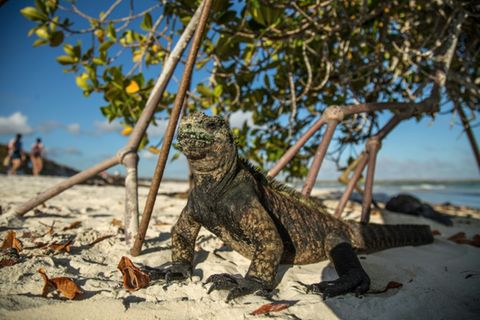 Meerechse auf den Galápagos-Inseln