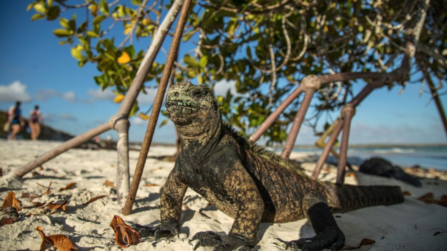 Meerechse auf den Galápagos-Inseln