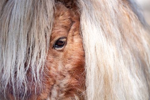 Gemeinsam versuchten Feuerwehr und Anwohner, die entlaufenen Ponys und den Esel wieder einzufangen. (Symbolbild) Foto: Stefan Sa