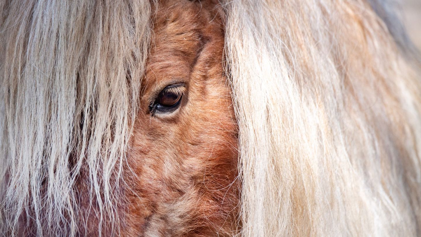 Gemeinsam versuchten Feuerwehr und Anwohner, die entlaufenen Ponys und den Esel wieder einzufangen. (Symbolbild) Foto: Stefan Sa