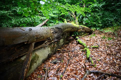 Totholz im Wald bietet der Natur große Vorteile. (Symbolbild) Foto: Bernd von Jutrczenka/dpa