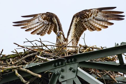 Bei den Fischadlern ist das zweite Küken geschlüpft. (Symbolbild) Foto: Patrick Pleul/dpa