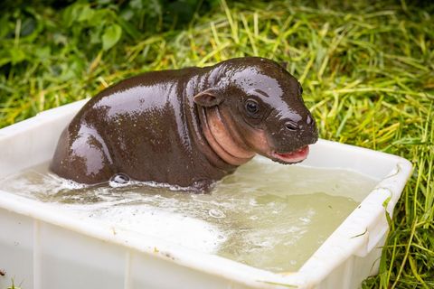 Das kleine Zwergflusspferd genießt sein erstes Outdoor-Bad. Foto: -/Zoo Berlin/dpa