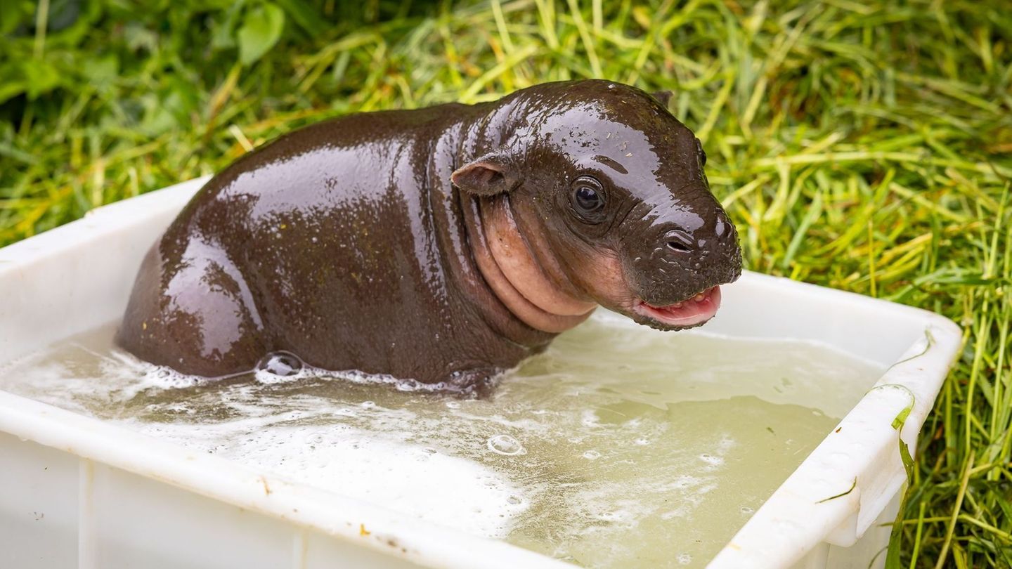 Das kleine Zwergflusspferd genießt sein erstes Outdoor-Bad. Foto: -/Zoo Berlin/dpa