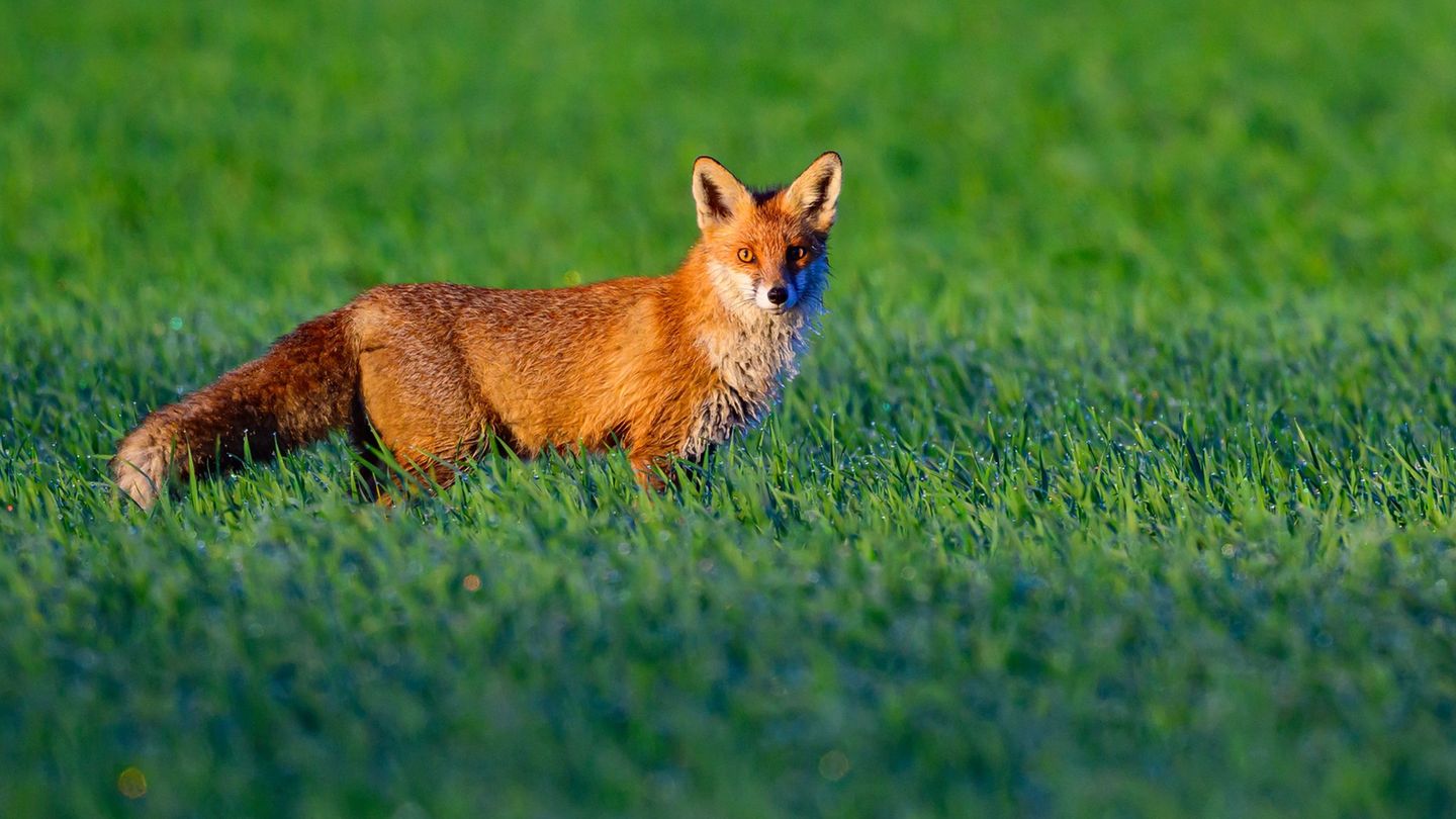 Ein Fuchsbau hat zu Problemen auf der Zugstrecke zwischen Hennigsdorf und Neuruppin geführt. (Symbolbild) Foto: Patrick Pleul/dp