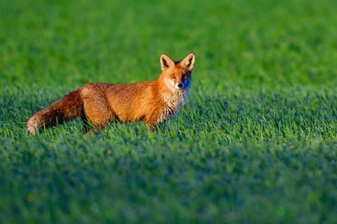Ein Fuchsbau hat zu Problemen auf der Zugstrecke zwischen Hennigsdorf und Neuruppin geführt. (Symbolbild) Foto: Patrick Pleul/dp