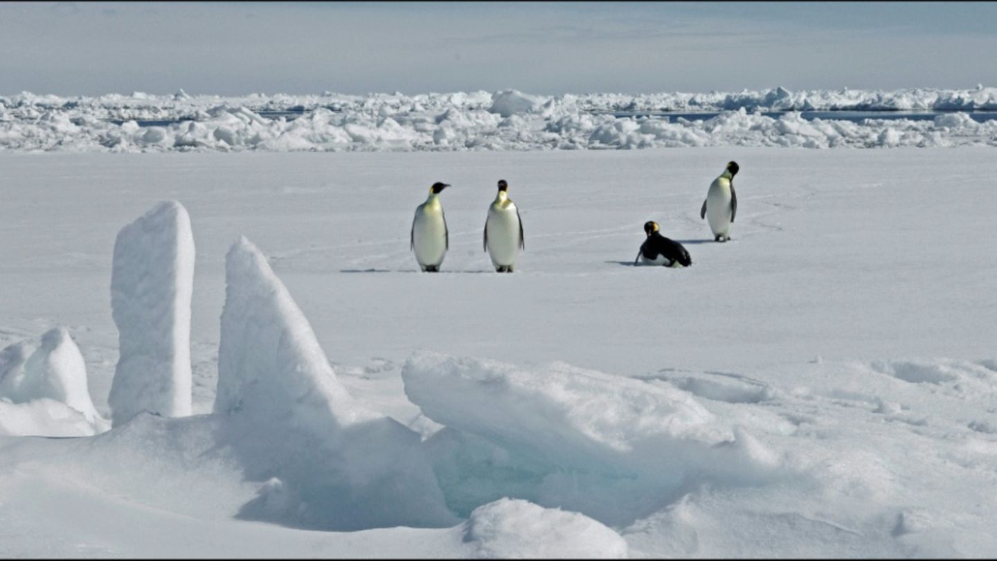 Kaiserpinguine