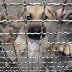 Hundewelpen in einem Tierheim