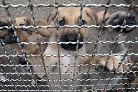 Hundewelpen in einem Tierheim