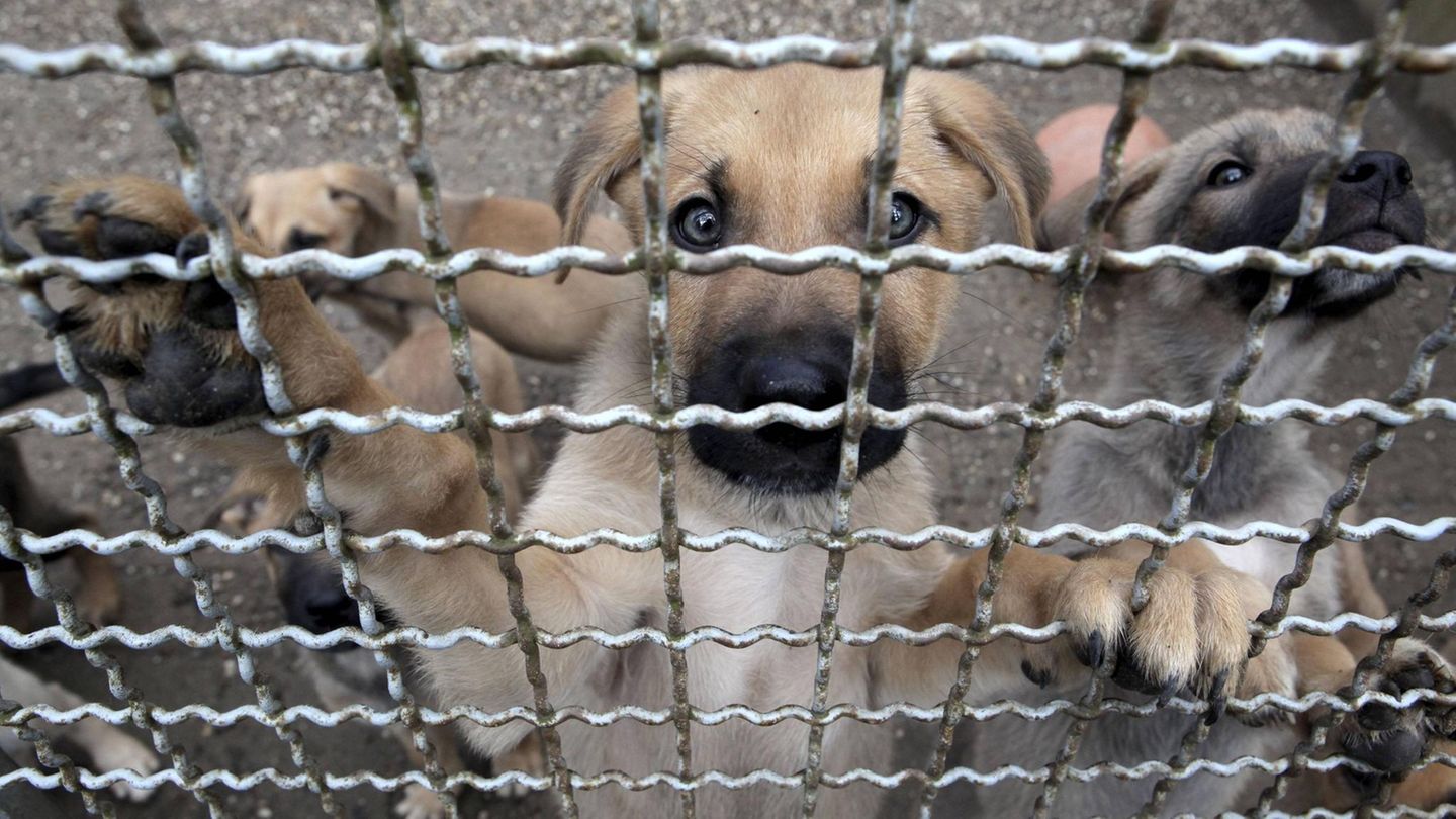 Hundewelpen in einem Tierheim