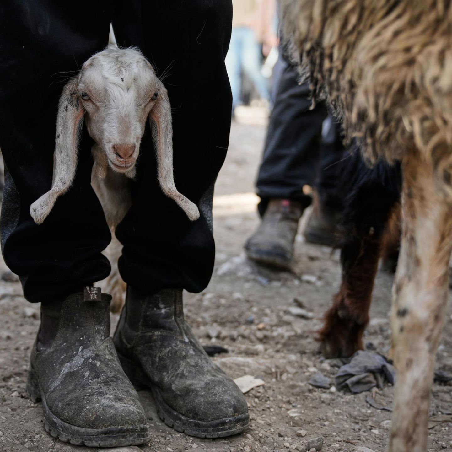 Nablus, Westjordanland. Palästinenser kaufen vor dem muslimischen Feiertag Eid al-Adha auf einem Viehmarkt Schafe und Ziegen ein. Das mehrtägige Opferfest ist das wichtigste islamische Fest und als Familienfest vergleichbar mit der Bedeutung von Weihnachten. Dazu gehört traditionell die rituelle Schlachtung des Opfertieres. Ein langes Leben haben die Tiere auf dem Markt also nicht mehr vor sich.