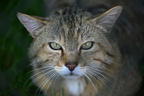 Wildkatzen galten in MV 200 Jahre lang als verschwunden. (Symbolbild) Foto: Martin Schutt/dpa