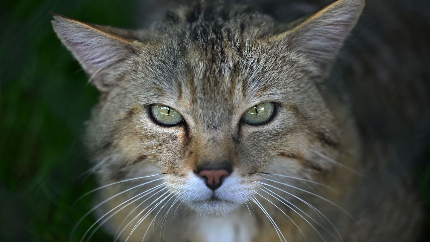 Wildkatzen galten in MV 200 Jahre lang als verschwunden. (Symbolbild) Foto: Martin Schutt/dpa