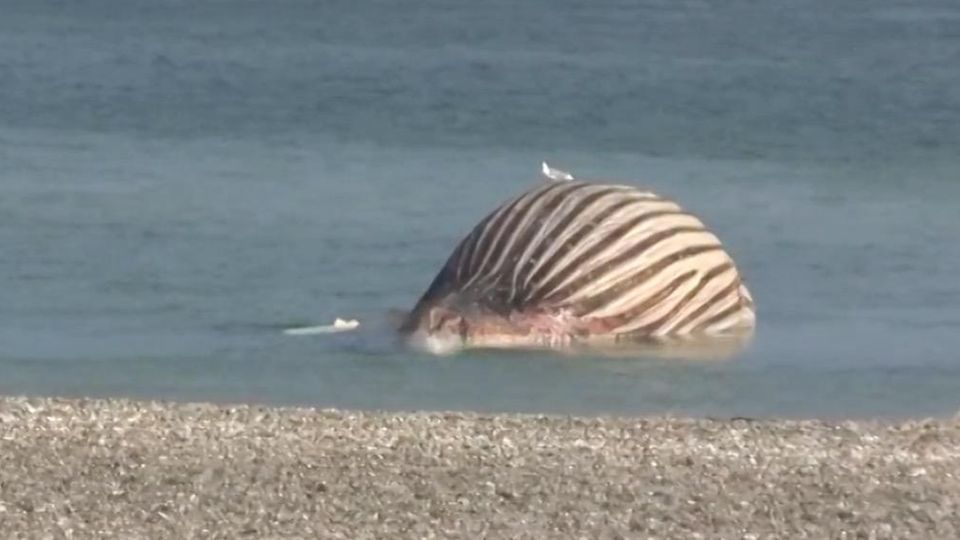 Praller Wal Timmy am Strand
