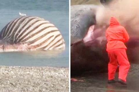 Praller Wal Timmy am Strand