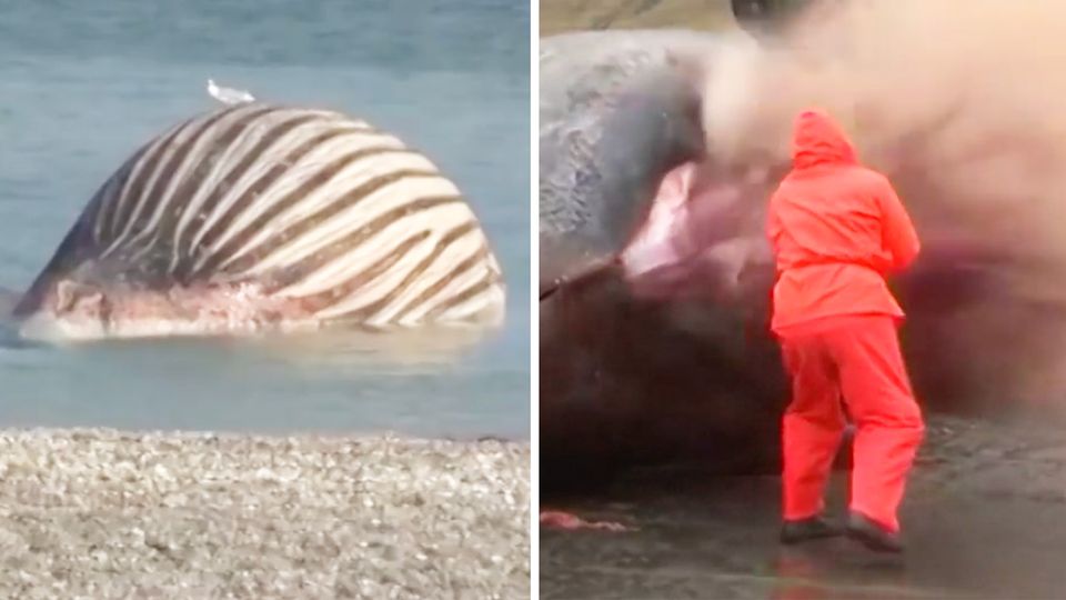 Praller Wal Timmy am Strand