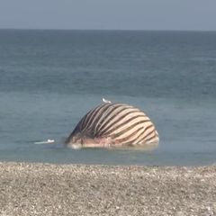 Praller Wal Timmy am Strand