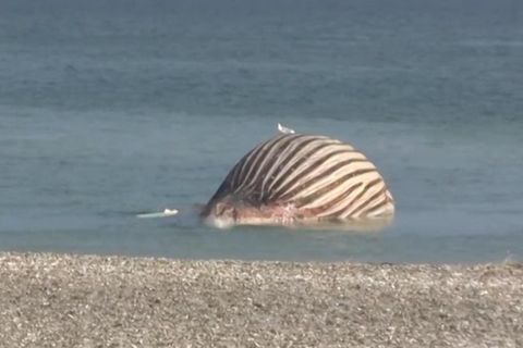 Praller Wal Timmy am Strand