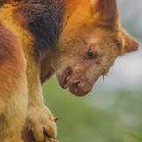 Baumkänguru