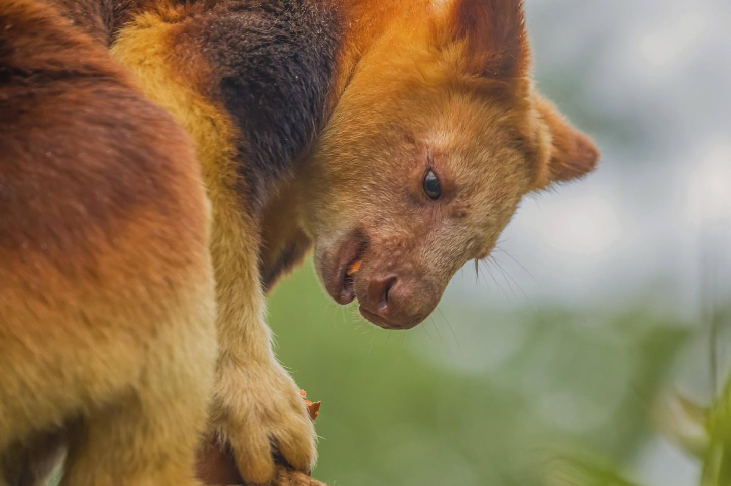 Baumkänguru