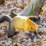 Buntmarder