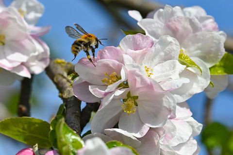 Ohne Bienen und andere Insekten würden viele heimische Obst- und Gemüsearten keine Nahrungsmittel mehr liefern. (Archivbild) Fot