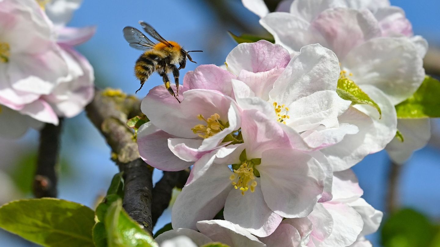Ohne Bienen und andere Insekten würden viele heimische Obst- und Gemüsearten keine Nahrungsmittel mehr liefern. (Archivbild) Fot