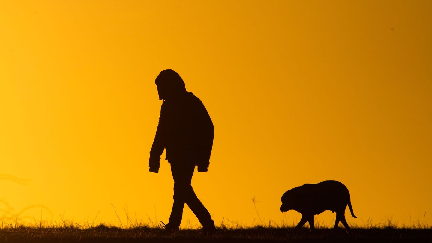 Im September soll es ein Hundefestival geben. (Archivbild) Foto: Julian Stratenschulte/dpa