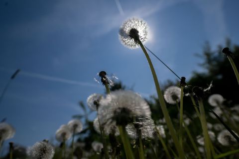 Es wird sommerlich in Bayern. (Archivbild) Foto: Pia Bayer/dpa