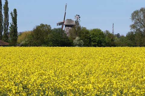 Das lange Wochenende verspricht Sommerwetter im Norden. (Symbolbild) Foto: Bernd Wüstneck/dpa