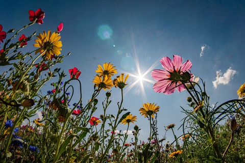 Das lange Wochenende ist geprägt von Sommer, Sonne und nochmals Sonne. (Symbolbild) Foto: Frank Rumpenhorst/dpa