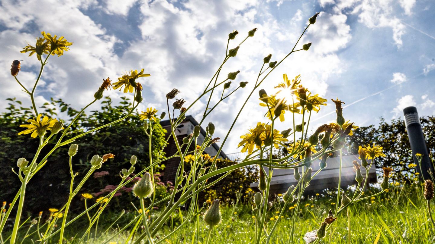 In Nordrhein-Westfalen bleibt es das ganze Wochenende über sonnig. (Symbolbild) Foto: Christoph Reichwein/dpa