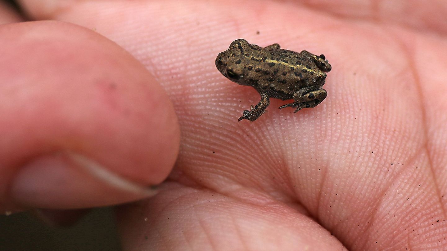 Ein Biologe hält eine junge Kreuzkröte auf der Hand. (Archivbild) Foto: Oliver Berg/dpa