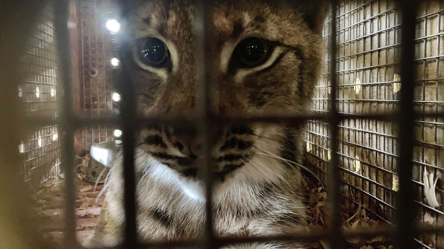 Animal Takeoff – Luchs im Anflug: Luchs, Papagei und Schlange: exotische Tiere auf Reisen