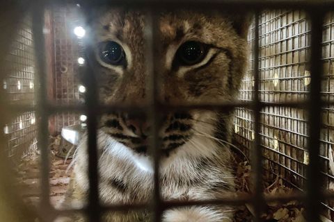 Der BR blickt in "Animal Takeoff" hinter die Kulissen des Münchner Flughafens auf der Suche nach seinen tierischen Fluggästen. In der ersten Folge erwartet Amtsveterinär Henrik Tandler einen europäischen Luchs (Foto), der von einem Zoo in den anderen umzieht.