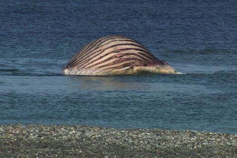 Der tote Buckelwal liegt aufgebläht vor der dänischen Insel Anholt Foto: -/News5/dpa