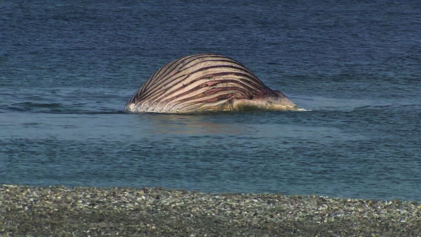 Der tote Buckelwal liegt aufgebläht vor der dänischen Insel Anholt Foto: -/News5/dpa