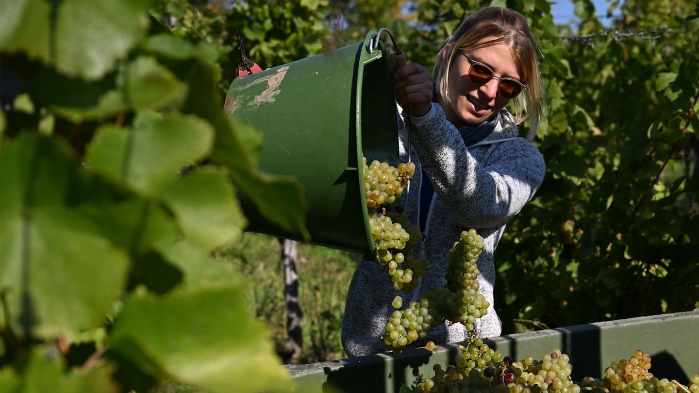 Winzerin Anne Hausschild vom Landesweingut Kloster Pforta sammelt die geernteten Trauben in einer Bütte am Weinberg. (Archivbild